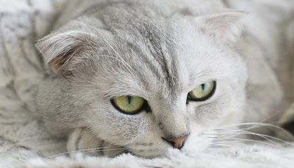 九游jiuyou-俄罗斯队重组阵容，欧洲门票争夺战打响，俄罗斯 国家队