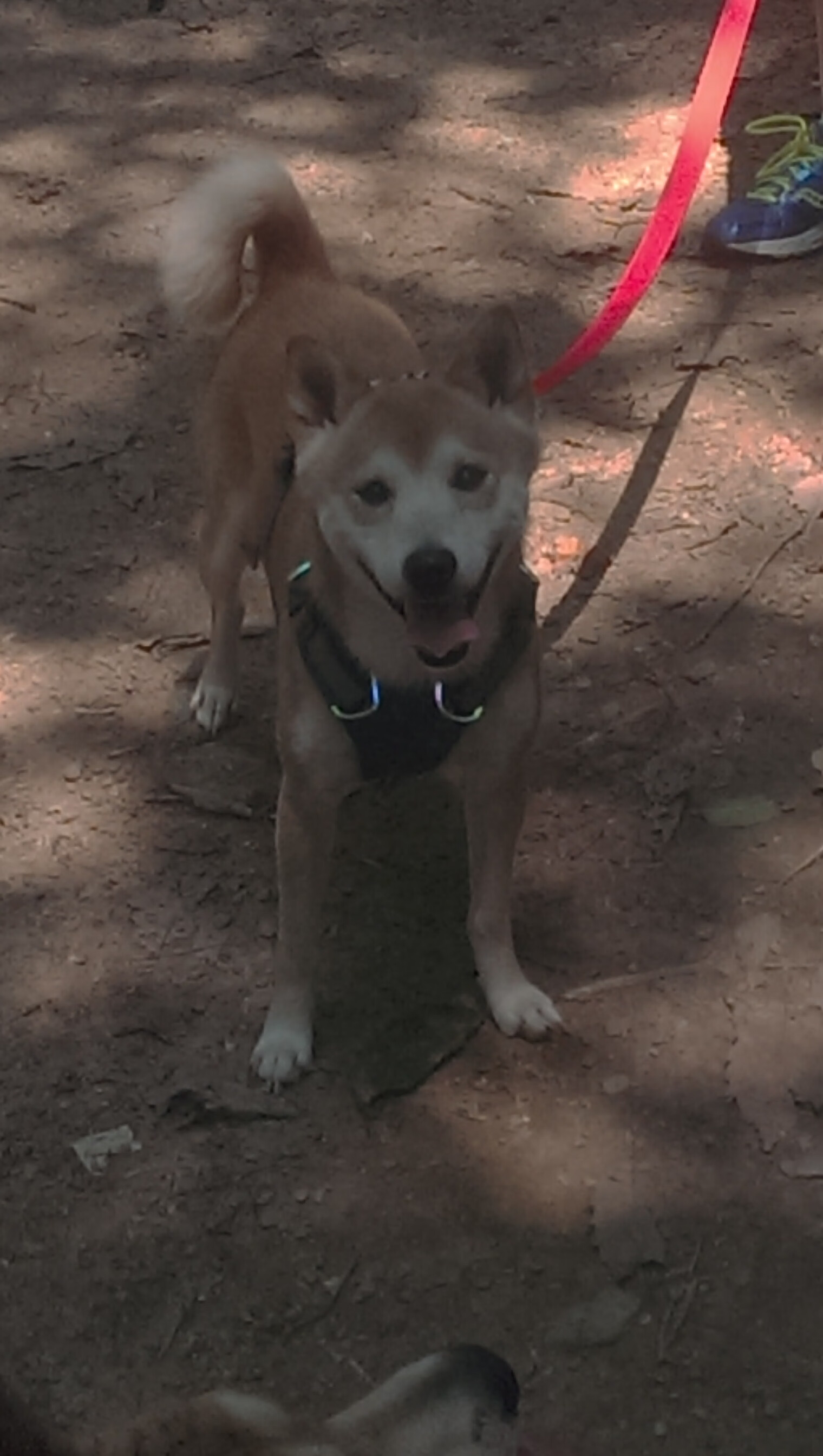 全国山地马拉松挑战赛，越野跑者激情无限，山地马拉松比赛规则