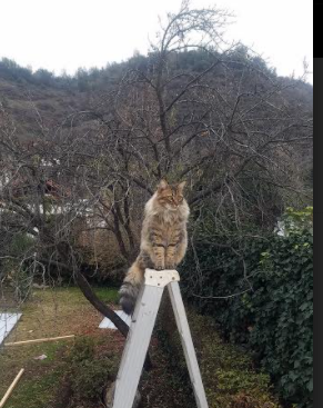 以“足球+科技”打造智慧校园足球生态系统，校园足球功能